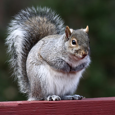 squirrel